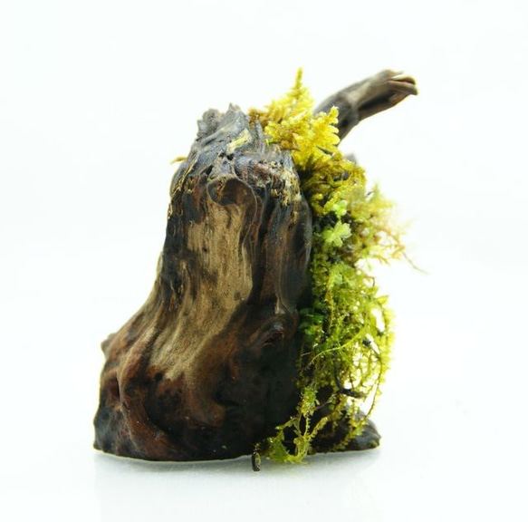 流木盆栽 コツボゴケが流れる 苔の立体テラリウム 3枚目の画像