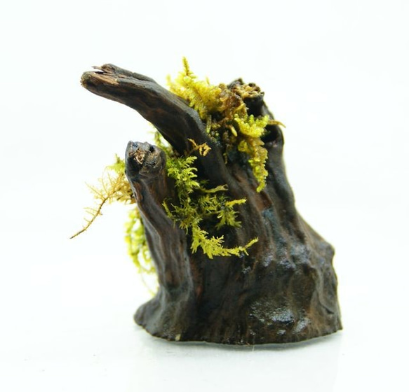 流木盆栽 コツボゴケが流れる 苔の立体テラリウム 4枚目の画像