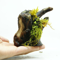 流木盆栽 コツボゴケが流れる 苔の立体テラリウム 5枚目の画像