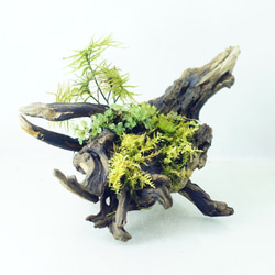 流木苔盆栽 苔の立体テラリウム 完成品 現物 苔 1枚目の画像