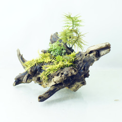 流木苔盆栽 苔の立体テラリウム 完成品 現物 苔 2枚目の画像