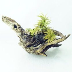 流木苔盆栽 苔の立体テラリウム 完成品 現物 苔 3枚目の画像