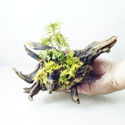 流木苔盆栽 苔の立体テラリウム 完成品 現物 苔 5枚目の画像