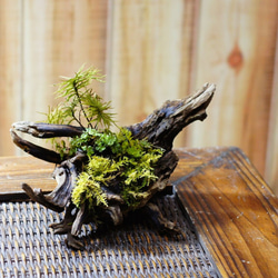 流木苔盆栽 苔の立体テラリウム 完成品 現物 苔 6枚目の画像