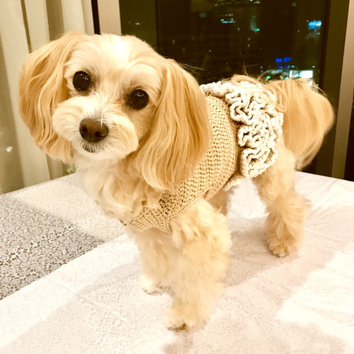 購入 わんこ服オーダー受付 D-3 わんこ服オーダー受付 D-3