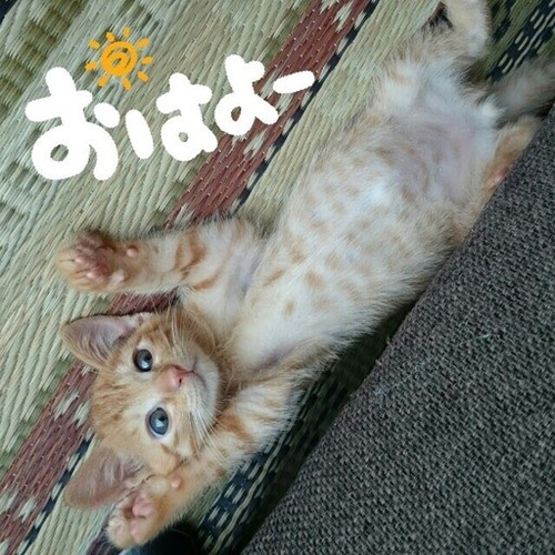 ジュジュ様❤ねこちゃん うく