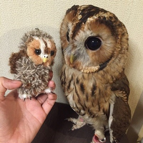 フクロウのストラップ （梟 根付け ストラップ 縁起物 京都土産