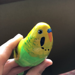 セキセイインコ 4枚目の画像