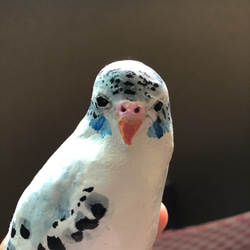 セキセイインコ 3枚目の画像