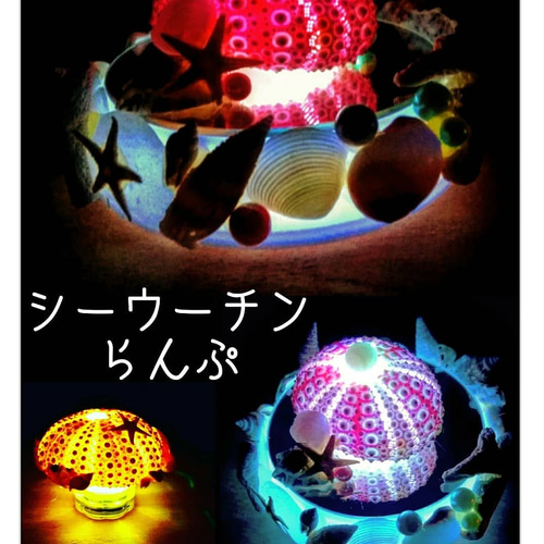 Amazon.co.jp : ウニナイトライトウニの殻ビーチテーマライト