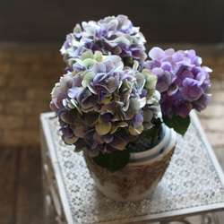 紫陽花】ラスト1点 秋色アジサイ 陶器鉢カバー付き アンティーク