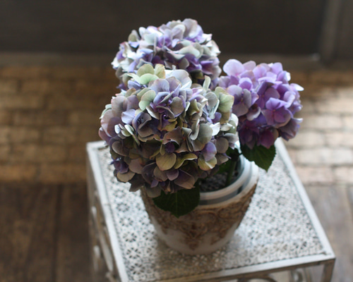 紫陽花　美品 数量限定】紫陽花 あじさい タイニーガール 青 4.5号鉢 鉢植え