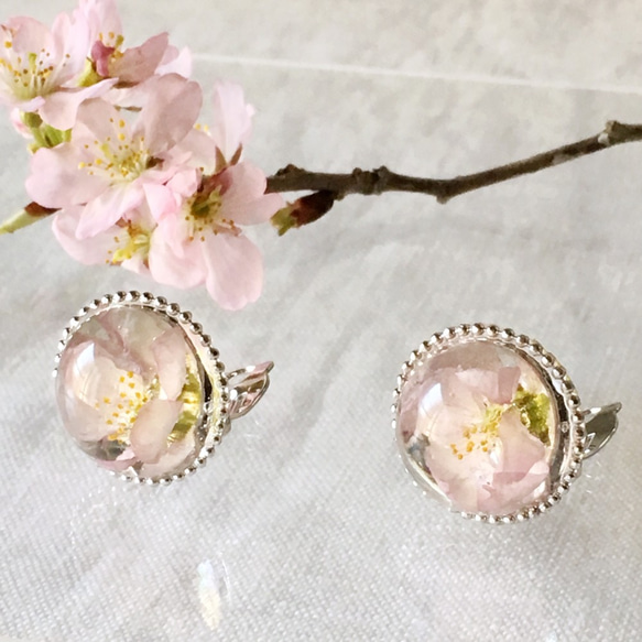 桜を閉じ込めた一粒（スタッツ）イヤリング/ピアス（18mm） 2枚目の画像