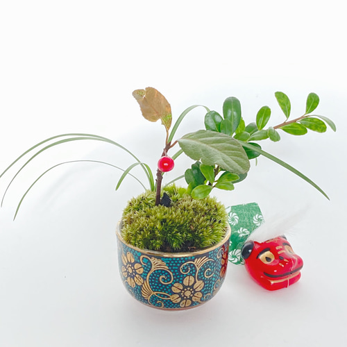 New☆藪柑子(ヤブコウジ)の寄せ植えミニ盆栽(Y5) 盆栽 kotora