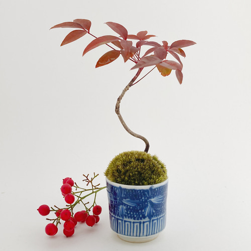 New☆南天(ナンテン)のミニ盆栽(N17) 盆栽 kotora 通販 10816163