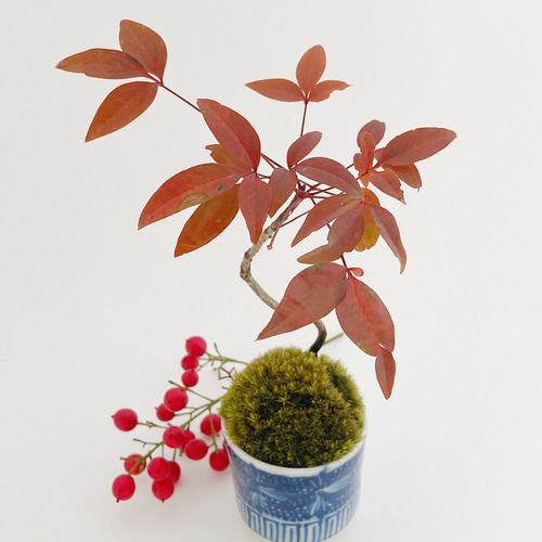 New☆南天(ナンテン)のミニ盆栽(N17) 盆栽 kotora 通販 10816163