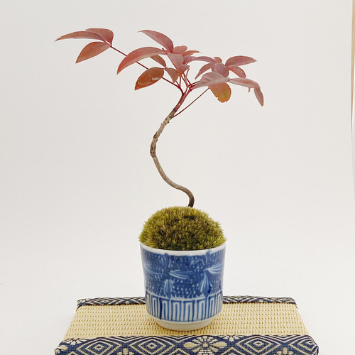 New☆南天(ナンテン)のミニ盆栽(N17) 盆栽 kotora 通販 10816163