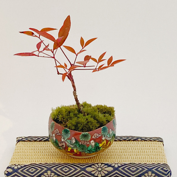 New☆南天(ナンテン)のミニ盆栽(N21) 盆栽 kotora 通販 10948404