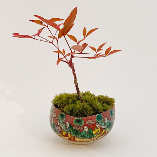 New☆南天(ナンテン)のミニ盆栽(N21) 盆栽 kotora 通販 10948404