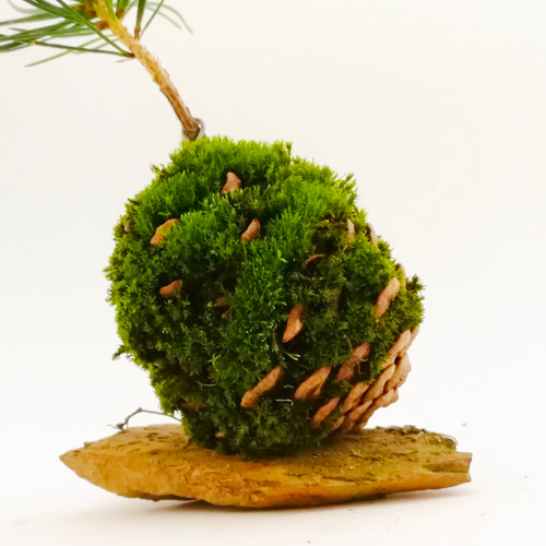 苔玉ならぬ苔ボックリ(K1) その他インテリア雑貨 kotora 通販