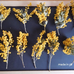 ドライフラワー　ミモザ　ミニ丈　１０本　アレンジ　リース　ハーバリム　キャンドル　花材 1枚目の画像