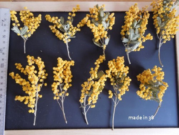 ドライフラワー　ミモザ　ミニ丈　１０本　アレンジ　リース　ハーバリム　キャンドル　花材 1枚目の画像