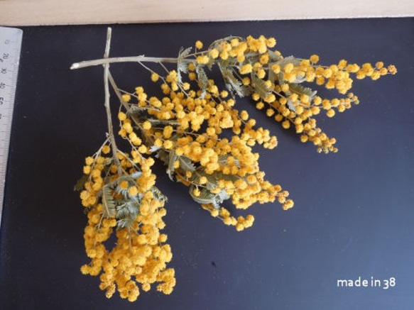 ドライフラワー　ミモザ　ミニ丈　３本　スワッグ　アレンジ　リース　ハーバリム　キャンドル　花材 2枚目の画像