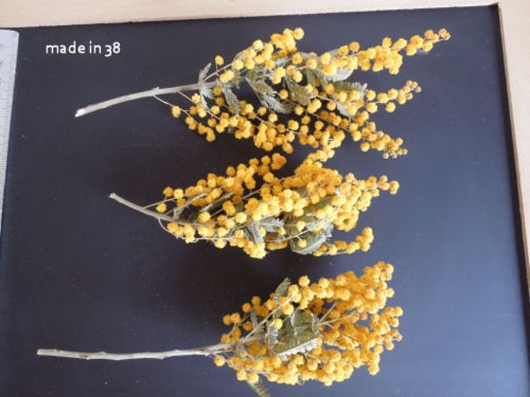 ドライフラワー　ミモザ　ミニ丈　３本　スワッグ　アレンジ　リース　ハーバリム　キャンドル　花材 3枚目の画像