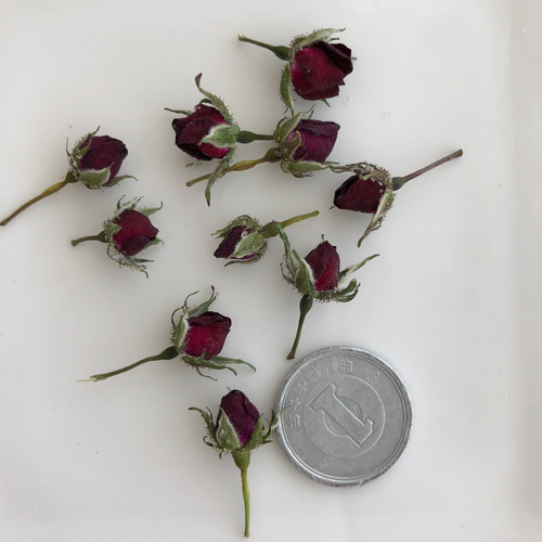 【KiaOra.】 薔薇 ドライフラワー  No.3912 バラの蕾ドライフラワー レッド その他素材 shimakiku 通販