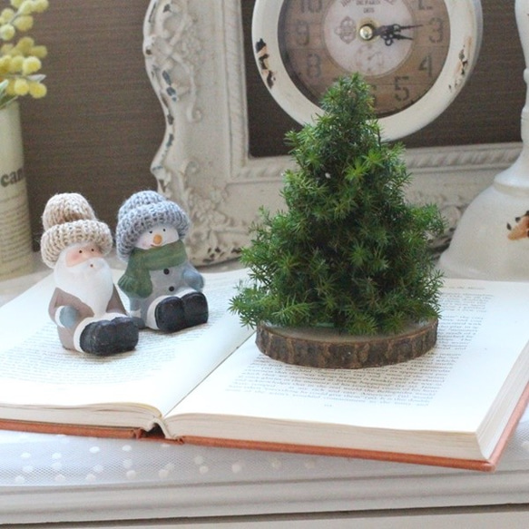 シンプルなスギのミニツリー プリザーブドフラワー petit chocolat