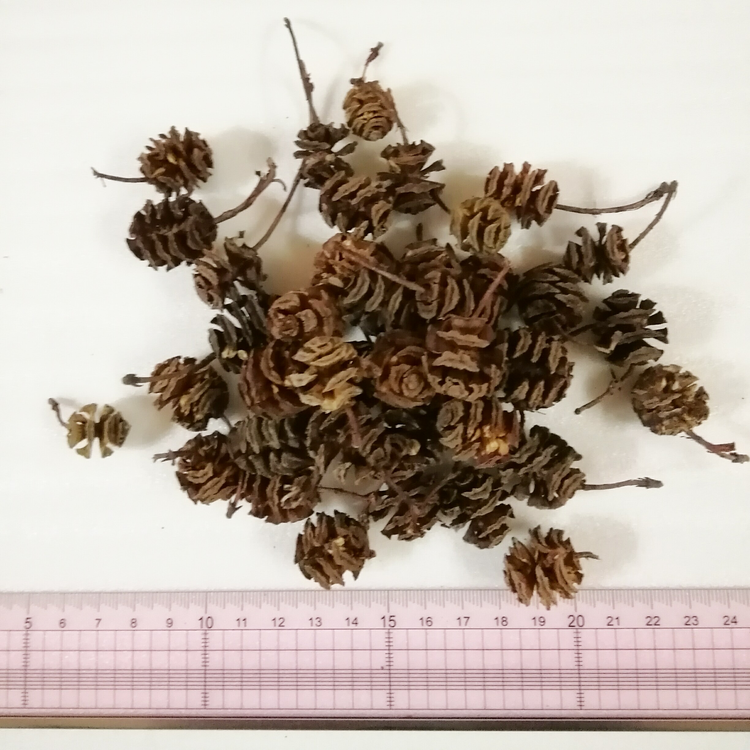 メタセコイアの実　 50個 メタセコイアの実 50個 その他素材 Yoshi .K 通販 6586542｜Creema