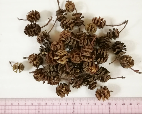 メタセコイアの実 50個 その他素材 Yoshi .K 通販 6586542｜Creema