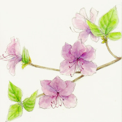 四枚入りポストカード
(季節の花) 4枚目の画像