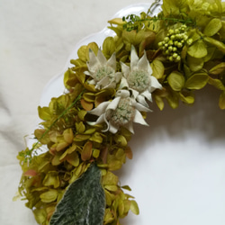 フレンチマリアンヌのgreen dolce wreath(ドルチェリース)　プリザーブドフラワードライフラワー 2枚目の画像