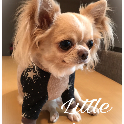 リボン柄 ラグランパーカー 犬服 ハンドメイド