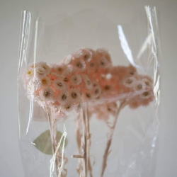 花材小分け・ソフトイモーテル(プリザーブドフラワー)・ヘッド・ピンク　約３０輪　シェア花材 5枚目の画像