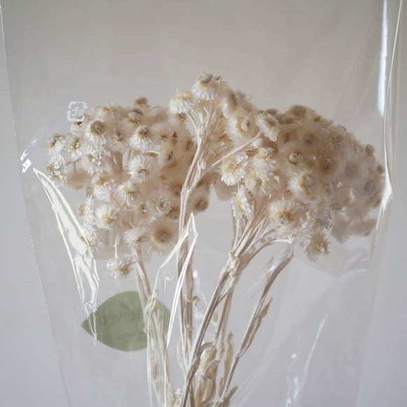 花材小分け・ソフトイモーテル(プリザーブドフラワー)・ヘッド・ホワイト　約３０輪　シェア花材 5枚目の画像