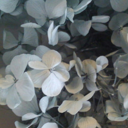 フロールエバーさんの『アンデスアジサイ・ミストグリーン』小分け花材　３g  プリザーブドフラワー 4枚目の画像