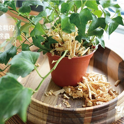 原木刨花禮盒(3件裝)-台灣肖楠木屑 第3張的照片