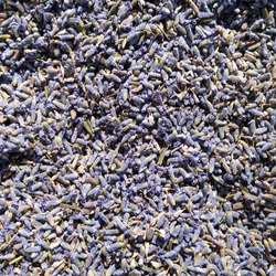 Voacanga africana 種子 西アフリカ原産 希少 熱帯植物 ボアカンガ