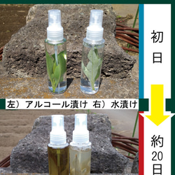 自家栽培　国産オーガニック“生”ホワイトセージ１００％  プレミアム浄化スプレー１００ｍｌ 在宅 リモート マスク　癒し 5枚目の画像