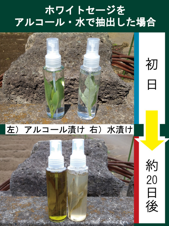 自家栽培　国産オーガニック“生”ホワイトセージ１００％  プレミアム浄化スプレー１００ｍｌ 在宅 リモート マスク　癒し 5枚目の画像