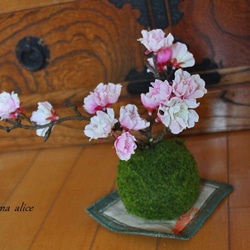 *＊再販 八重桜の苔玉Ⅱ＊* 3枚目の画像