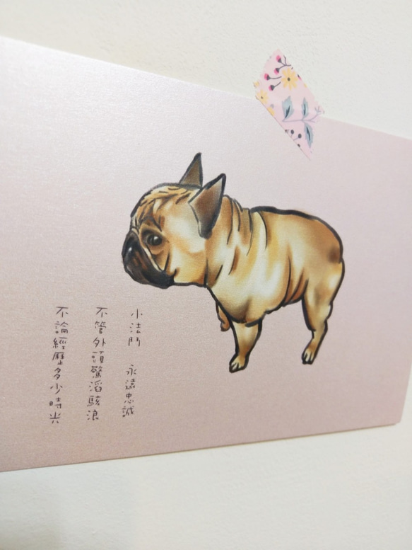 手繪明信片法鬥French Bulldogブルドック/postcard/ 第3張的照片