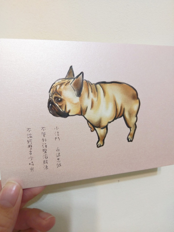 手繪明信片法鬥French Bulldogブルドック/postcard/ 第4張的照片