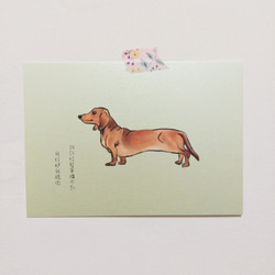 手繪明信片臘腸狗dachshundチワワ/postcard/ 第1張的照片