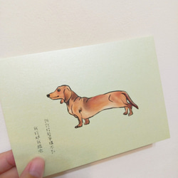 手繪明信片臘腸狗dachshundチワワ/postcard/ 第4張的照片