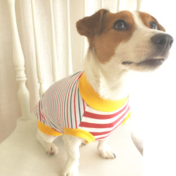 犬服・ボーダー&イエローリブ衿 タンク 3枚目の画像