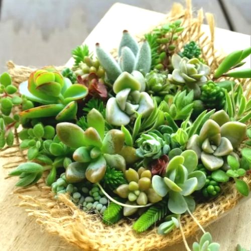 多肉植物♡もりもり カット苗セット ちまちま寄せ☆ その他