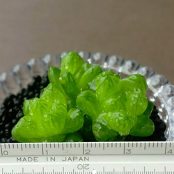 ハオルチア：ウンブラティコーラ　3つ多肉植物☆ 3枚目の画像